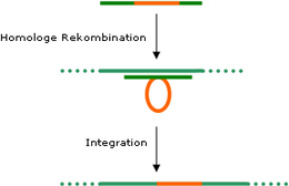 Homologe Rekombination in das Plastom