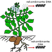 Nachweis der Entlassung rekombinanter DNA durch Biomonitoring