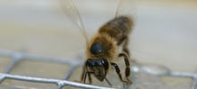 Bt-Mais: Feldversuch mit Honigbienen