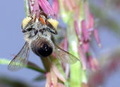 Honigbiene sammelt Maispollen