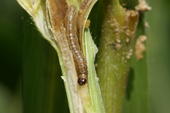 Im Verlauf der Vegetationsperiode fressen sich die Maiszünslerlarven durch den Stängel der Maispflanze.