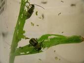 Maiswurzelbohrer-Zucht: Blattfraß ausgewachsener Käfer