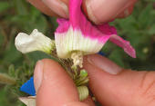 Handbestäubung: Die Narbe einer weißen konventionellen Pflanze wird mit Pollen einer gentechnisch veränderten Petunie bestäubt.