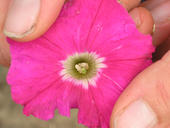 gentechnisch veränderte Petunie mit reifem Pollen, die für die Handbestäubung verwendet werden kann
