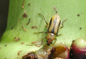 Maiswurzelbohrer, Käfer an einer Maiswurzel