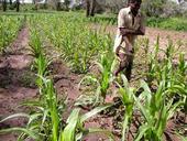 Maisanbau in Zambia: Keine Ernte bei Dürre