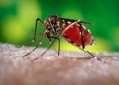 Moskito (Aedes aegypti)