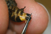 Entnahme eines Bienendarms: Die Verdauung der Maispollen wird  untersucht.