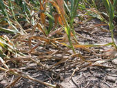 Schäden durch den Maiswurzelbohrer in Illinois 2011