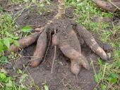 Cassava (Maniok)