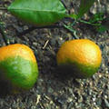 Citrus greening