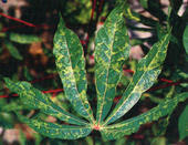 Cassava-Mosaikvirus