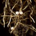 Wurzelknöllchen Vicia sepium