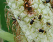 Käfer an einem Maiskolben
