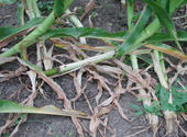 durch Diabrotica-Fraß umgekippte Maispflanzen