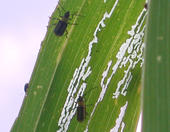 Fraßspuren der Käfer auf einem Blatt