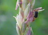 Käfer an einer männlichen Maisblüte