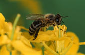 Honigbiene an einer Rapsblüte