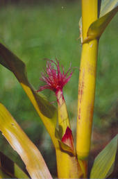 Die weiblichen Blüten sitzen seitlich an den Stängeln der Pflanze. Sie bilden fadenförmige klebrige Narbenfäden aus, an denen der Pollen kleben bleibt.