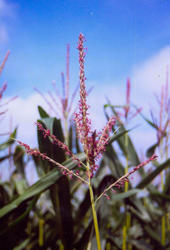 männlicher Blütenstand an der Spitze der Maispflanze, der den Pollen liefert.