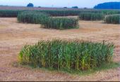Parzellen mit herkömmlichem Mais in unterschiedlicher Entfernung zu einem transgenen Maisfeld