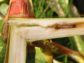 Maiszünslerlarve frisst sich durch Stängel