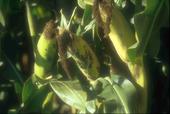 Blattläuse am Maiskolben