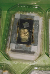 Raubmilben werden auf Glasplatten herangezogen und mit herkömmlichem Pollen gefüttert (gelb).