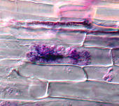 Im Innern der Wurzelzellen bilden die endophytisch lebenden Mykorrhizapilze Hyphenstrukturen zur Aufnahme von Nährstoffen, so genannte Arbuskeln.