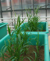 Freiland-ähnliche Bedingungen: In Containern (Mikrohabitaten) wachsen Bt-Mais und andere vom Wurzelbohrer nutzbare Pflanzen. 