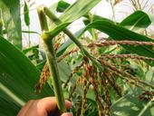 durch Maiszünslerbefall abgeknickter männlicher Blütenstand einer Maispflanze