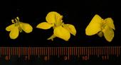 Vergleich der Blütengröße von diploidem Rübsen (links), tetraploidem Rübsen (Mitte und Raps (rechts)