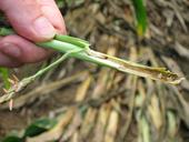 Maiszünslerlarve im Stängel einer Maispflanze