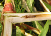 Maiszünslerlarve im Stängel einer Maispflanze. Ein typischer Fraßgang der Zünslerlarven.
