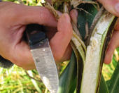 Maiszünslerlarve im Stängel einer Maispflanze
