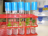 Wein im Reagenzglas Im Cre/lox-Projekt entwickeln die Wissenschaftler eine Methode, mit der das Markergen für Antibiotikaresistenz (nptII-Gen) wieder aus den Pflanzen entfernt werden kann.
