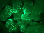 Ein Reportergen (Green Fluorescent Protein GFP) lässt die Blätter unter UV-Licht neongrün leuchten, wenn das Markergen entfernt wurde. 