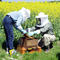 Zur Untersuchung von Honigbienen-Larven werden Brutwaben aus der Nisthilfe genommen.