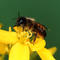 Weibchen der Wildbiene (Osmia rufa) an einer Rapsblüte