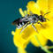 Weibchen der Wildbiene Lasioglossum sexnotatum an einer Rapsblüte