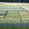 Weizenversuche Schweiz
