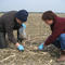 Nach der Ernte werden  die auf dem Feld verbliebenen Pflanzenreste aufgesammelt, um den Streuabbau und die daran beteiligten Mikroorganismen zu untersuchen.