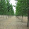 Pappelplantage in China: Testpflanzung mit Bt-Pappeln und konventionellen Pappeln im Mischanbau