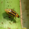 Diabrotica am Stängel einer Maispflanze. Die adulten Käfer schlüpfen im Sommer und überleben bis zum Frosteinbruch. Sie ernähren sich von oberirdischen Pflanzenteilen, vorzugsweise von Pollen und Narbenfäden.
