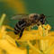 Honigbiene an einer Rapsblüte