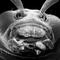 Kopf einer Maiswurzelbohrer-Larve aufgenommen mit dem Rasterelektronen-Mikroskop