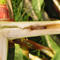 Maiszünslerlarve im Stängel einer Maispflanze. Ein typischer Fraßgang der Zünslerlarven.