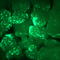 Ein Reportergen (Green Fluorescent Protein GFP) lässt die Blätter unter UV-Licht neongrün leuchten, wenn das Markergen entfernt wurde. 