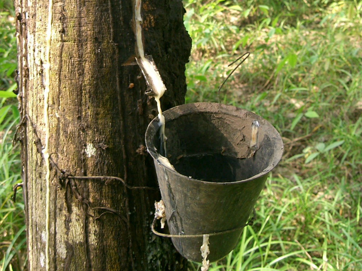 Kautschukernte an einem Kautschukbaum. (Bildquelle: © PRA/Wikimedia; CC-BY-SA-3.0)