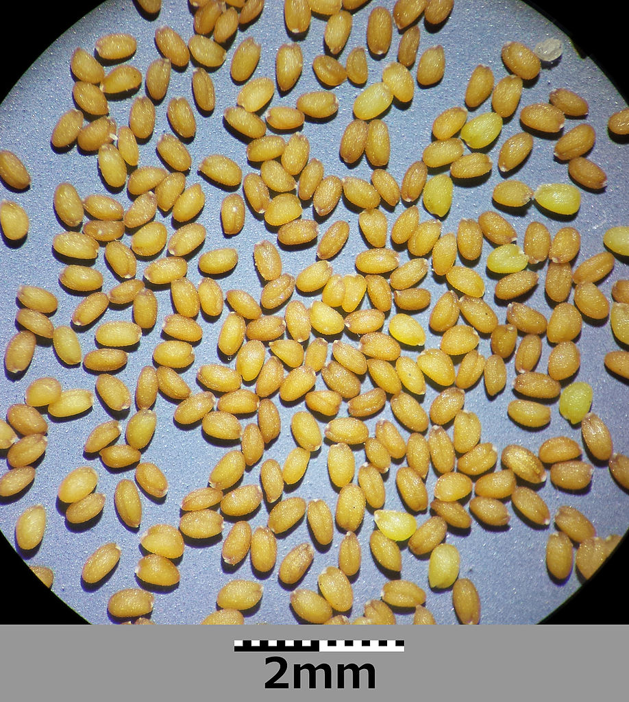 Die Forscher untersuchten für ihre Studie 241 Populationen der Pflanzenart Arabidopsis thaliana. Die Samen stammten aus Pflanzen-Samenbanken und aus Wildsammlungen.